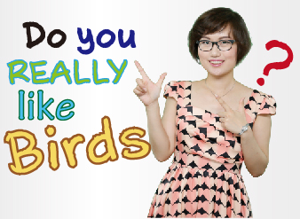 鸽子：让人又爱又恨的和平使者