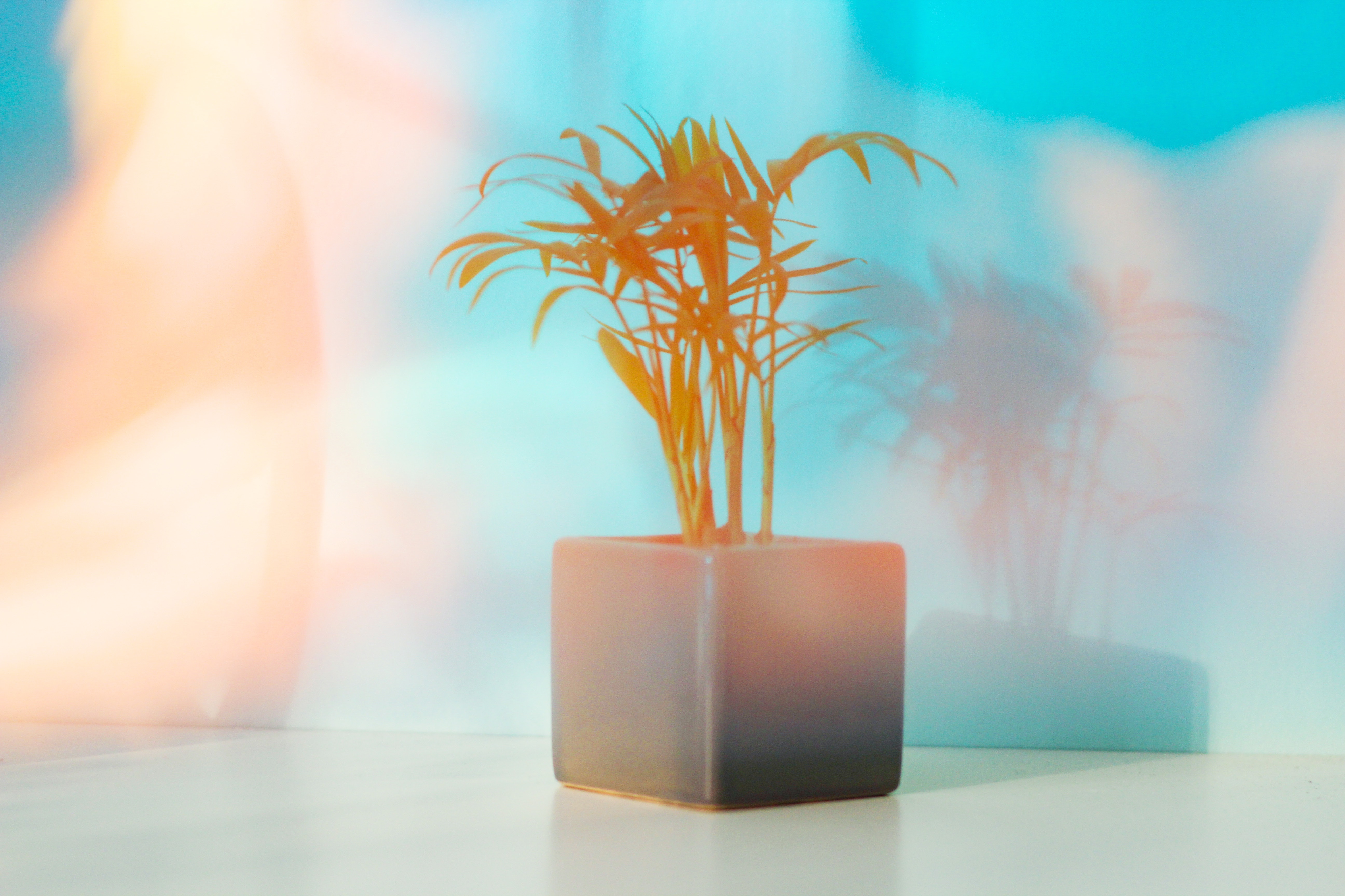 blurred-background-bright-close-up-2249962.jpg blurred-background-bright-close-up-2249962.jpg