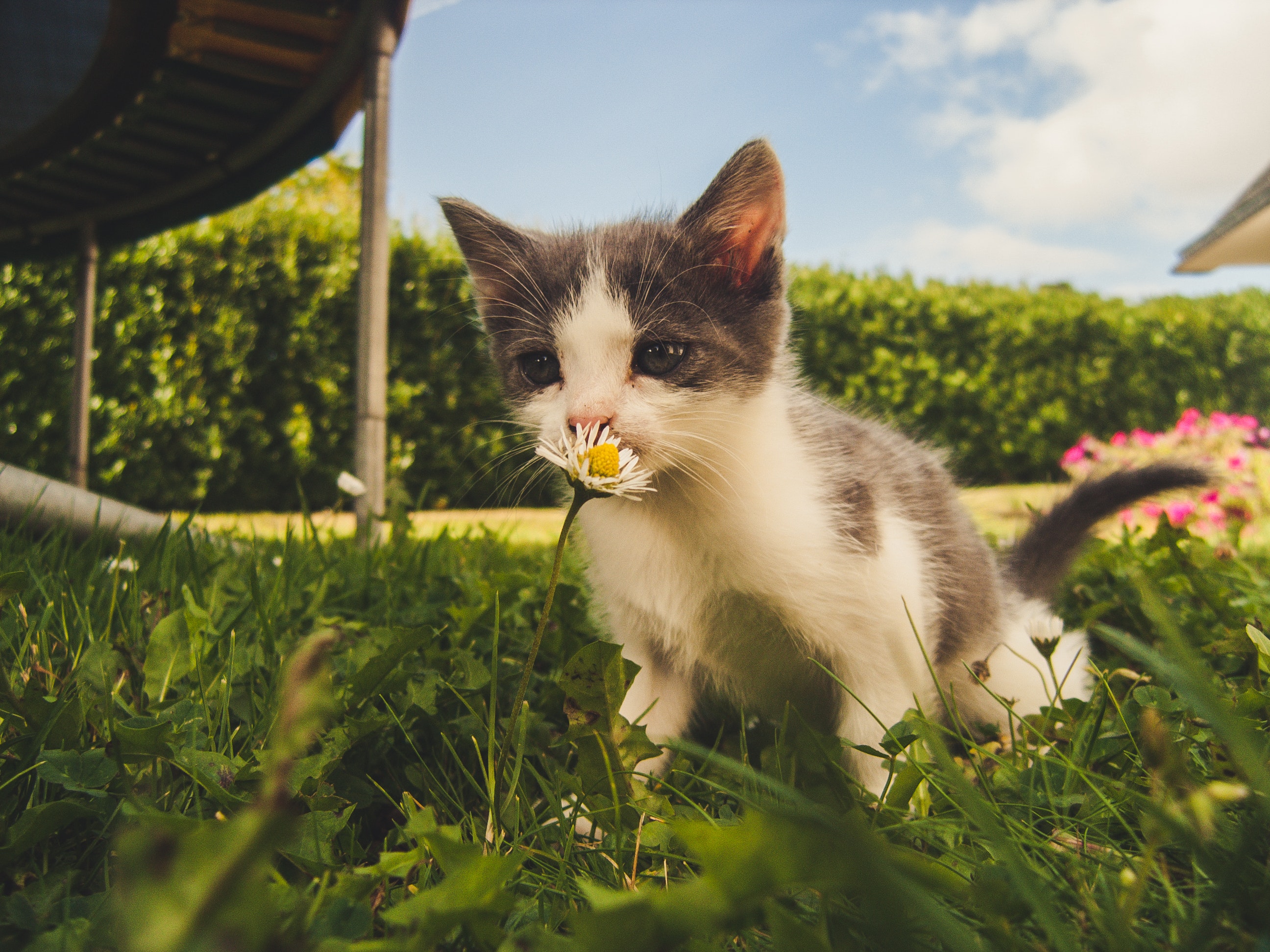 adorable-animal-baby-1472999.jpg adorable-animal-baby-1472999.jpg