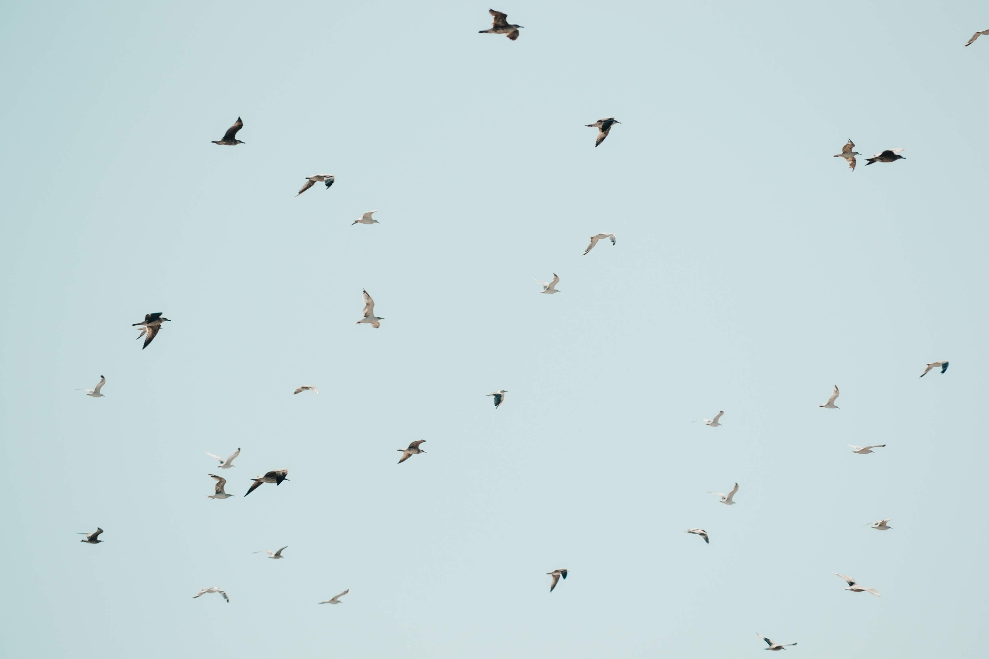 animals-birds-clear-sky-2867904.jpg