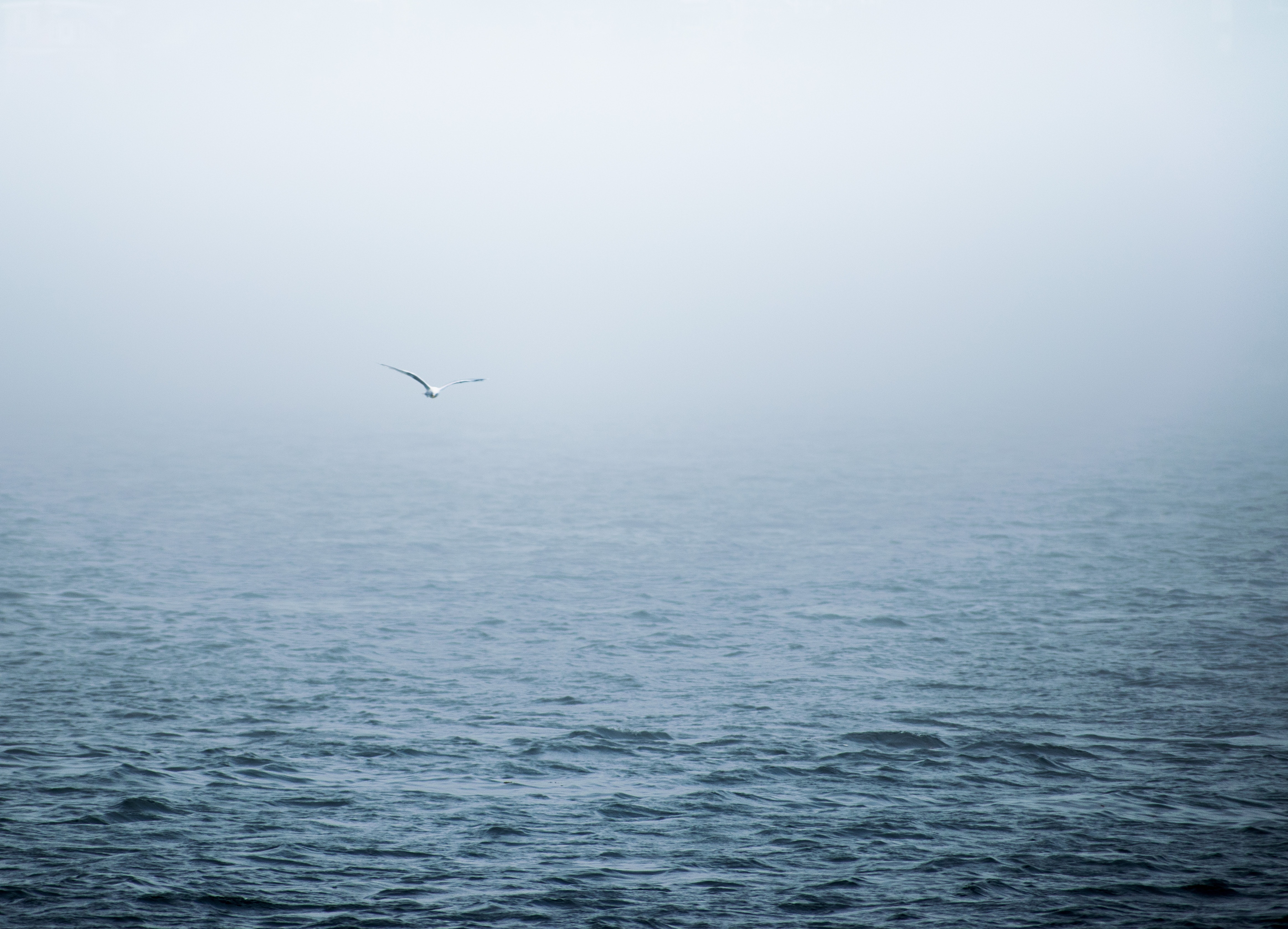 birds-daylight-flying-2887497.jpg