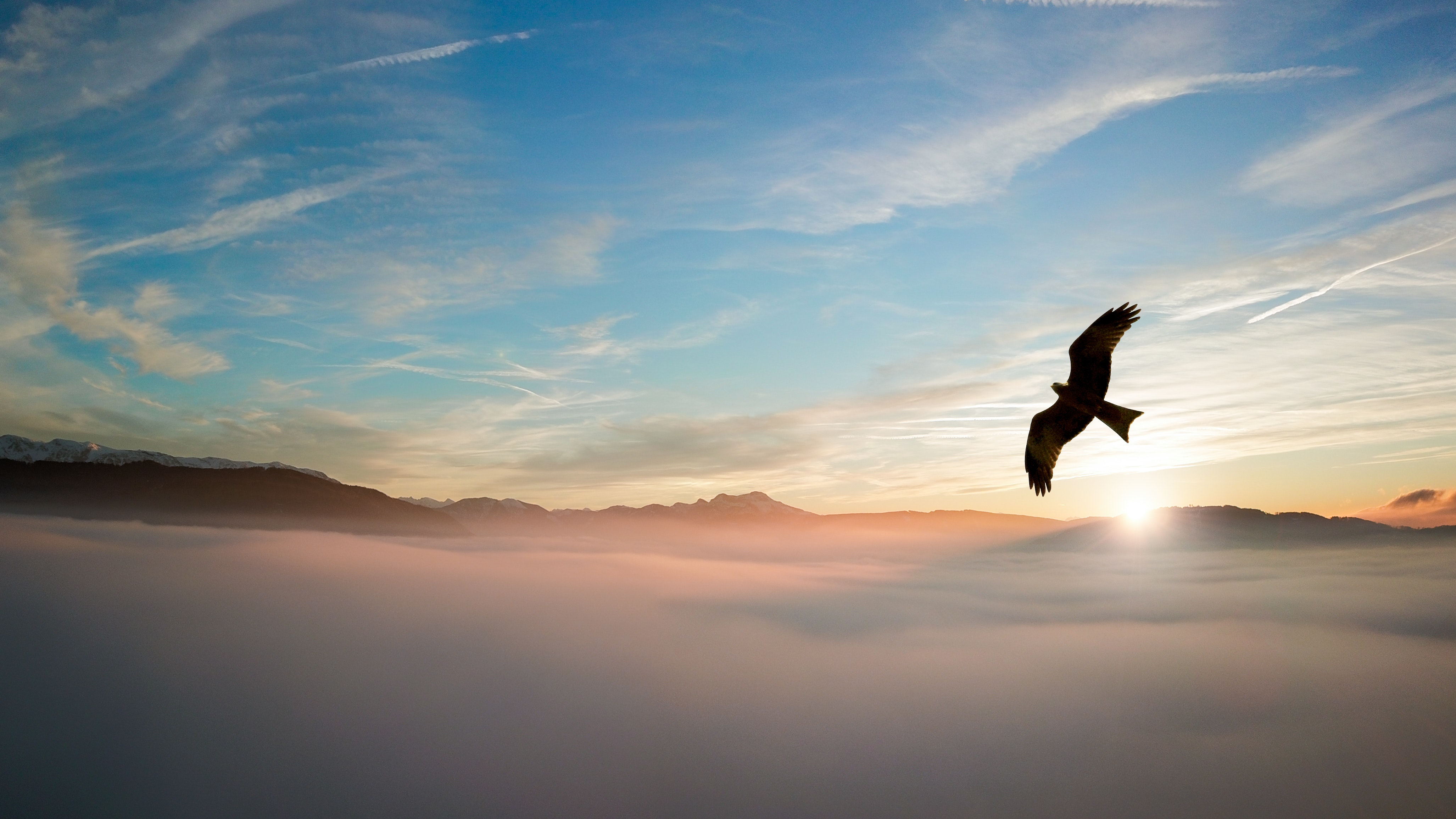 silhouette-of-bird-above-clouds-755385_看图王.jpg silhouette-of-bird-above-clouds-755385_看图王.jpg