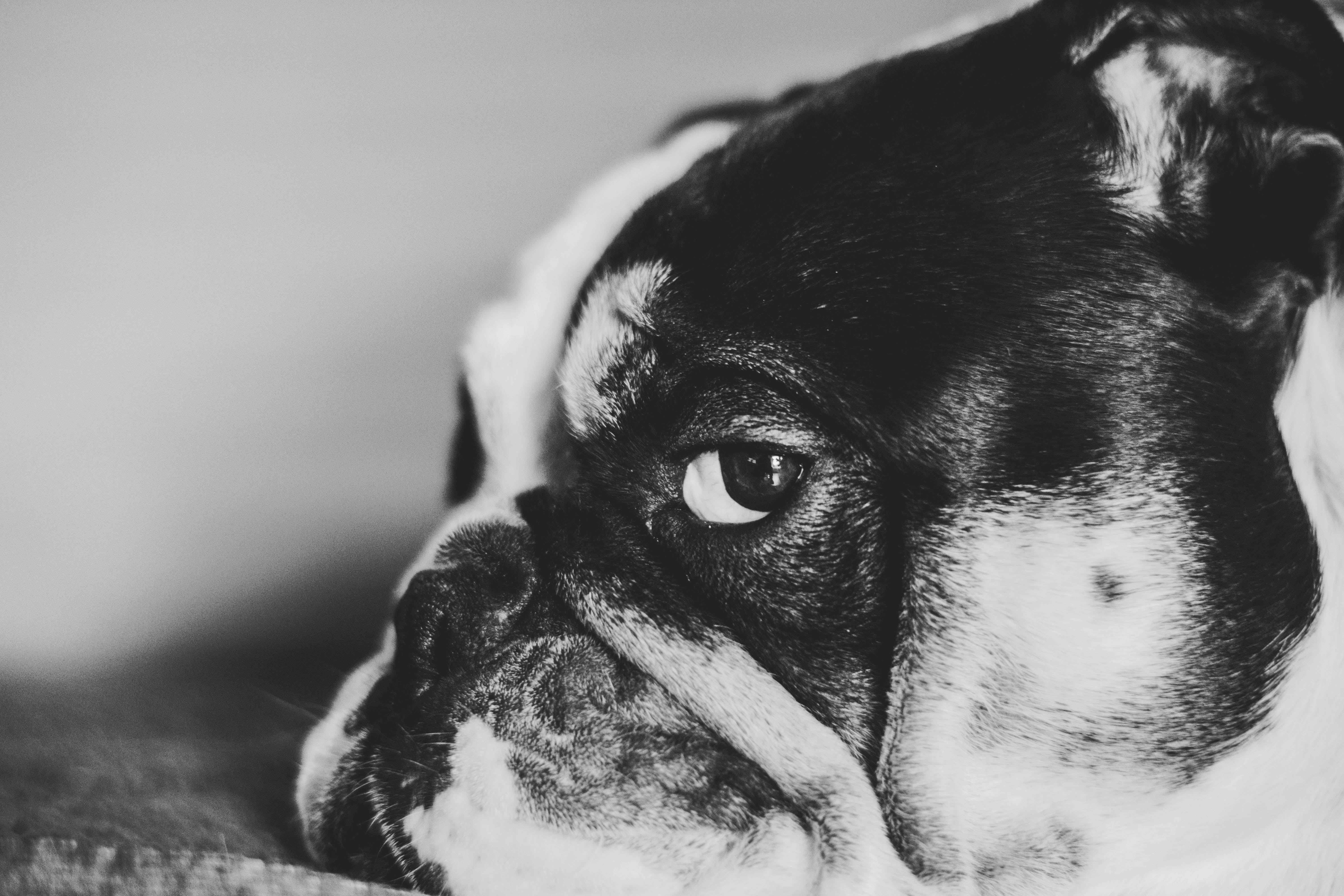 closeup-photo-of-black-and-white-dog-2069940_看图王.jpg