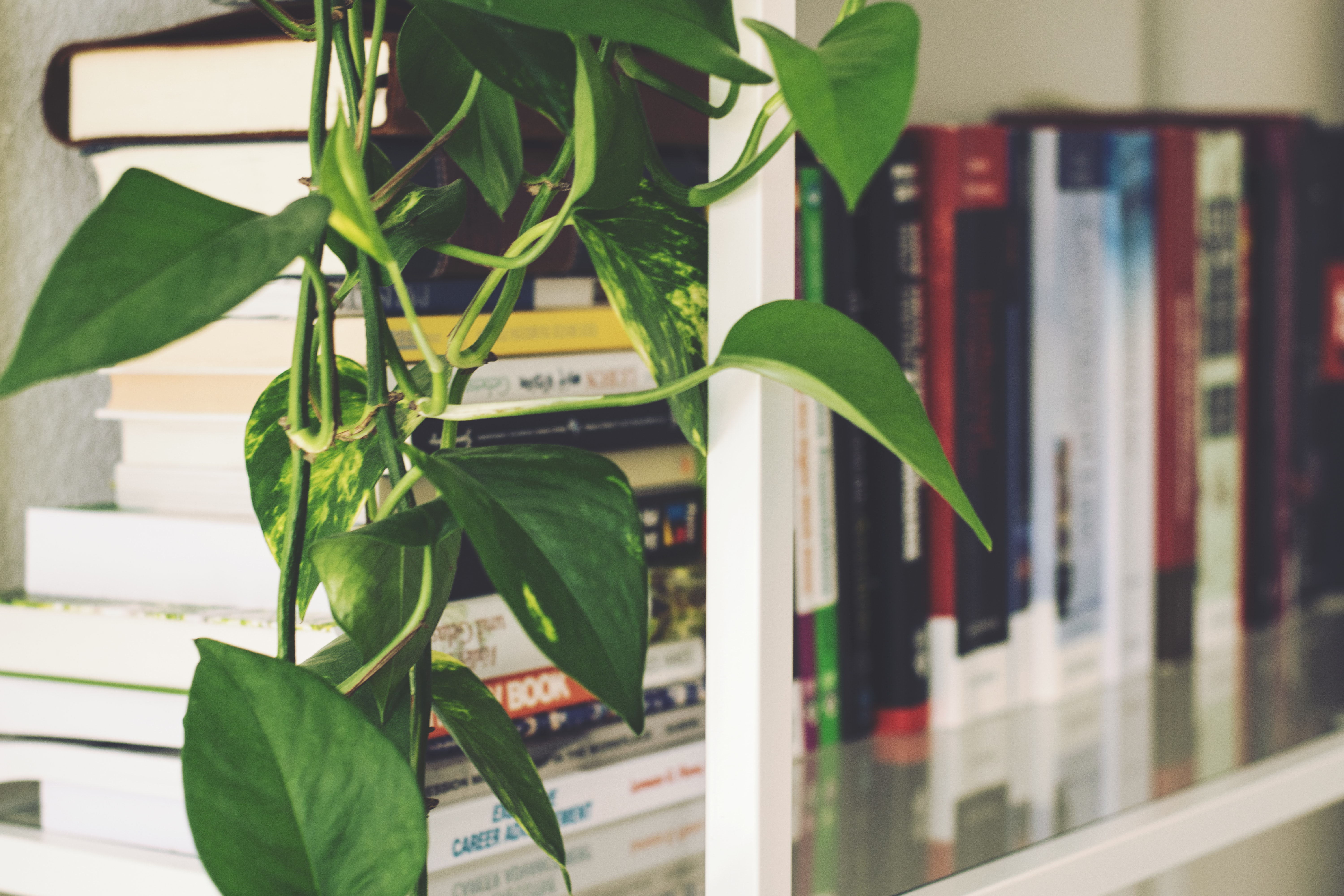 blur-bookcase-books-bookshelf-298660 (1)_看图王.jpg blur-bookcase-books-bookshelf-298660 (1)_看图王.jpg